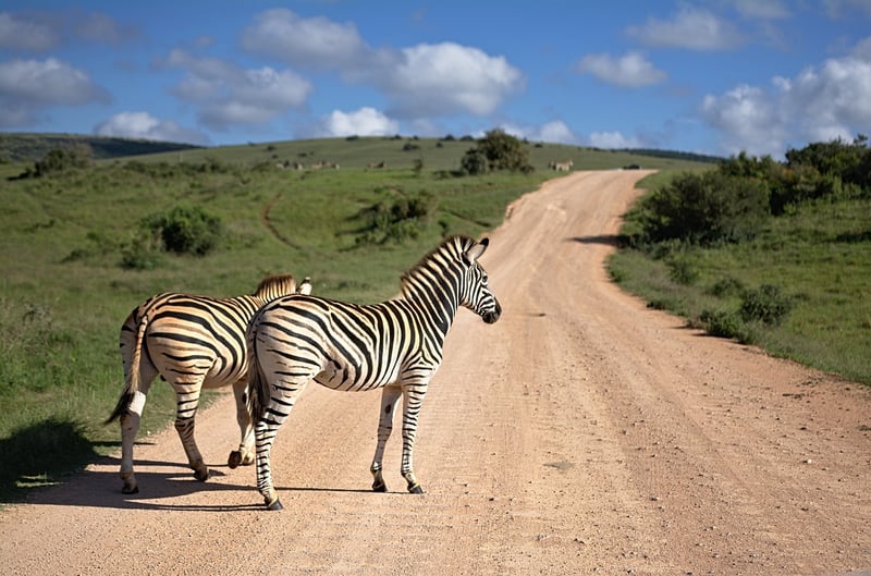 Chrono-Travel Safaris